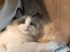 -BABIT巴比特宠物(MOMOPARK店)