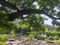 -杨家堂村