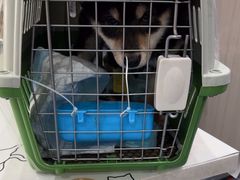 -佑安动物医院·全科·内窥镜中心(幸福巷店)