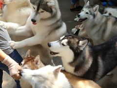 -TrueLove @ Neverland (Husky Cafe)