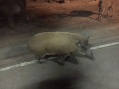 -清迈夜间动物园