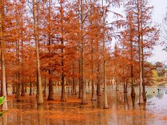 -白鹭湾湿地公园