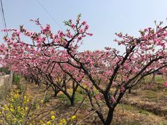 -田园东方蜜桃村的田野营地