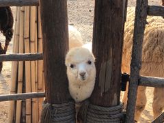-泉州海丝野生动物世界