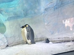 -海合安成都极地海洋公园