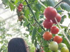 -迪茵湖田家舍生态农场