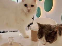 -飞行喵MR PILOT|猫舍·猫咖(静安大融城店)