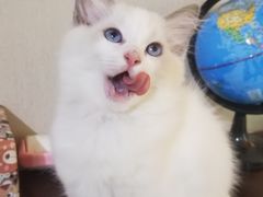 -那达慕蒙古风味酒楼