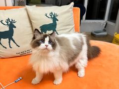 -猫大福·Fortune Cat猫舍(百子湾店)