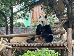-灵玲国际马戏城
