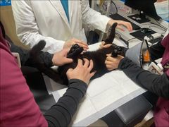 -艾贝尔宠物医院 ·中兽医·宠保定点(北门桥店)