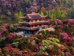 -贵州百里杜鹃风景名胜区