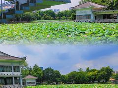-荔湾湖公园