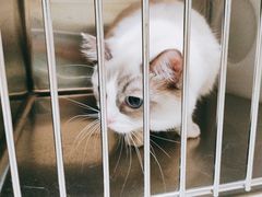 -瑞鹏宠物医院犬猫全科(真大分院)