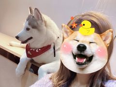 -Husky Go! 哈士奇体验馆·宠物咖啡厅狗咖