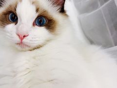 -糯米喵星人总部直营旗舰店·猫舍·幼猫出售
