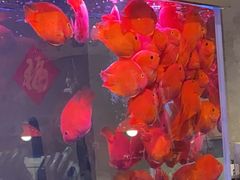 -朱光玉火锅馆(正弘城店)