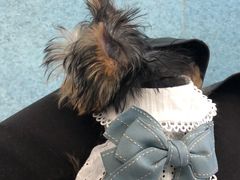 -北京赛佳动物医院