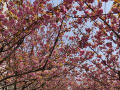 -高东镇樱花园