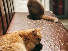 -猫小院猫主题餐厅(三里屯店)