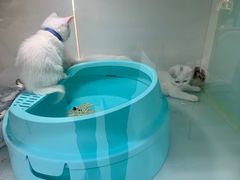 -糯米喵星人·撸猫猫舍咖啡馆(西市场嘉华店)