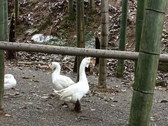 -仙岛湖旅游风景区