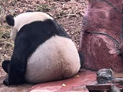 -中国大熊猫保护研究中心雅安碧峰峡基地