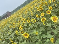 -苏州湾体育公园