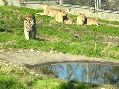 -西安秦岭野生动物园