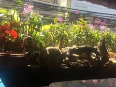 -自然餐厅(Phuket)