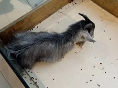 -怪兽屋·羊驼·猫咖·狗咖(俊华广场店)