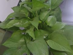 -张钰强中医正骨推拿连锁(华发商都店)