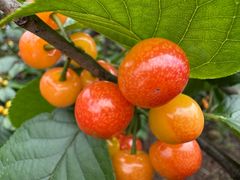 -桃源山庄·摘樱桃·柴火鸡·烧烤团建(龙泉山店)