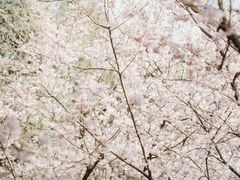 -南山植物园