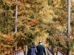 -黄海国家森林公园