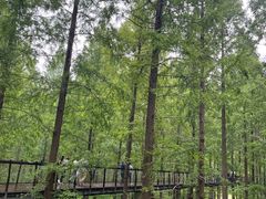 -黄海国家森林公园