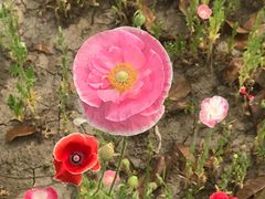 -昆山城市生态森林公园