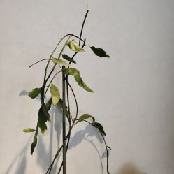 点击看大图 -胤一红帮手工西服定制(日湖店)