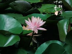 -花开海上生态园