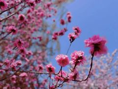 -海棠花溪(元大都城垣遗址公园)