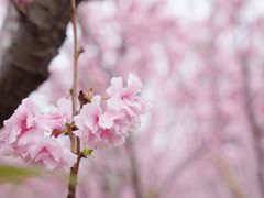 -天适樱花悠乐园