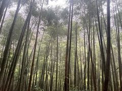 -黄山翡翠谷景区