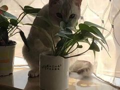 -守诺宠物医院·眼科· 特色牙科·异宠专科(虹口店)