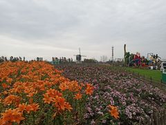 -荷兰花海