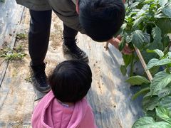 -甜心庄园·甜心草莓采摘园(西青中北店)