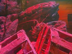 -暹罗海洋世界