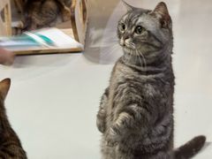 -豆逗聊愈猫阁Easy Life