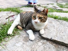-静安公园(静安寺街道)