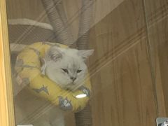 -鼓捣猫呢主题猫咖店