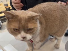 -伟伟宠物医院·CT影像中心·瑞派犬猫综合性门诊(汉口总院)